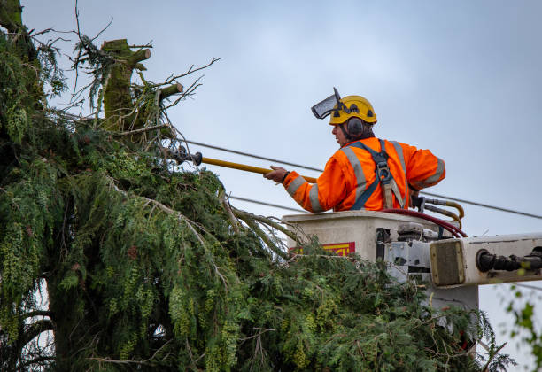 Best Emergency Tree Removal  in Brittany Farms The Highlands, PA