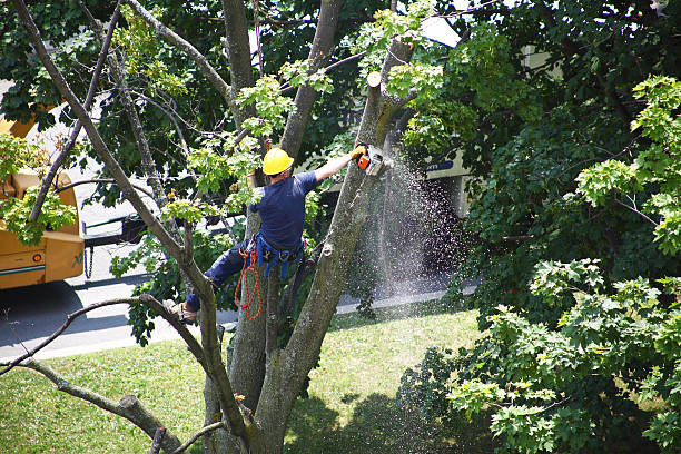 How Our Tree Care Process Works  in  Brittany Farms The Highlands, PA