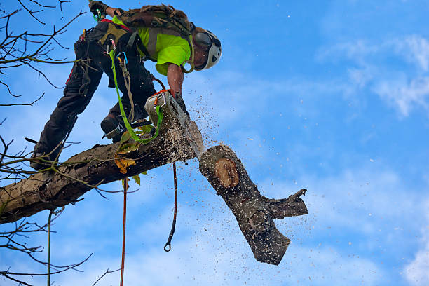 Pest Control for Lawns in Brittany Farms The Highlands, PA